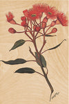 Corymbia Ficifolia Postcard