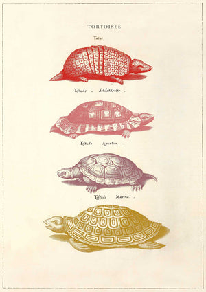 The Pattern Book Tortoises