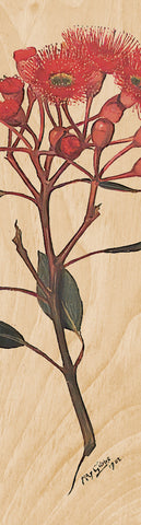 Corymbia Ficifolia Bookmark