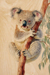 Koala 1 Postcard