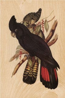 Black Cockatoo Postcard