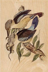 Kookaburra Postcard
