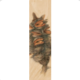 Banksia Serrata Bookmark