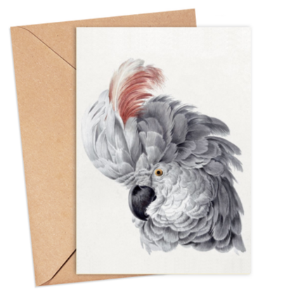 Grey Cockatoo Card