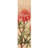 Isopogon Roseus Bookmark