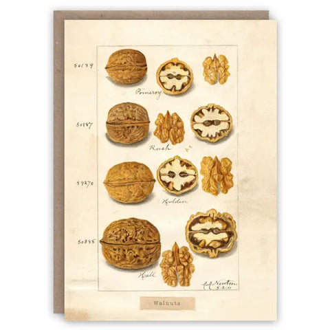 Walnuts Card