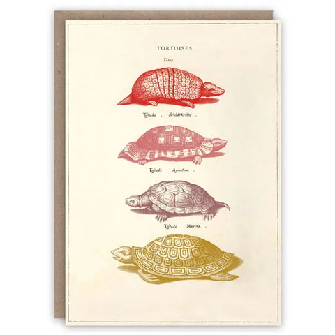 Tortoises Card