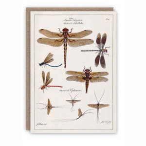 Dragonflies Card