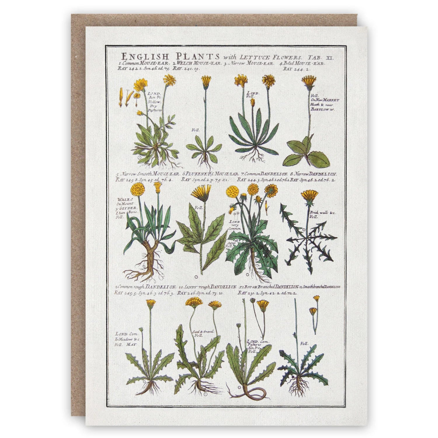 Dandelions Card