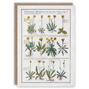 Dandelions Card