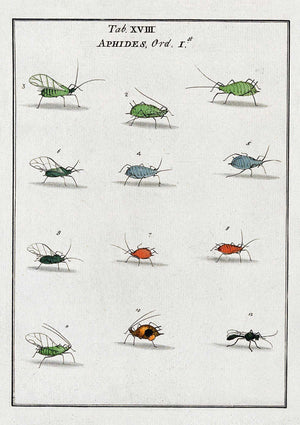 The Pattern Book Aphids