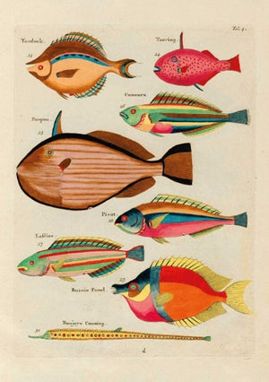 The Pattern Book Renard Fish
