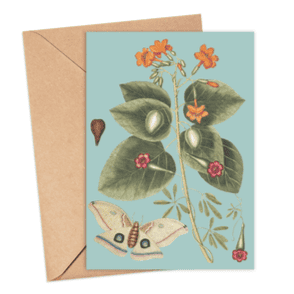 Great Moth Card