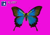 Lenticular Lenticular Animation Postcard, Butterfly Pink