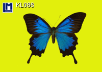 Lenticular Lenticular Animation Postcard, Butterfly Yellow