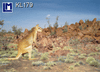 Lenticular Lenticular Animation Postcard, Kangaroo