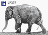 Lenticular Lenticular Animation Postcard, Muybridge Elephant