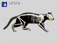 Lenticular Lenticular Animation Postcard, Muybridge Cat Skele