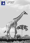 Lenticular Lenticular Animation Postcard, Giraffe changes to