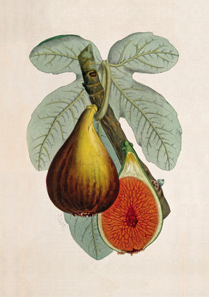 Fig Plant Card