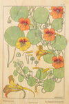 Fleurs Capucine Postcard