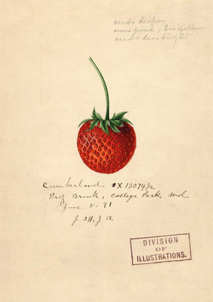 The Pattern Book Strawberry