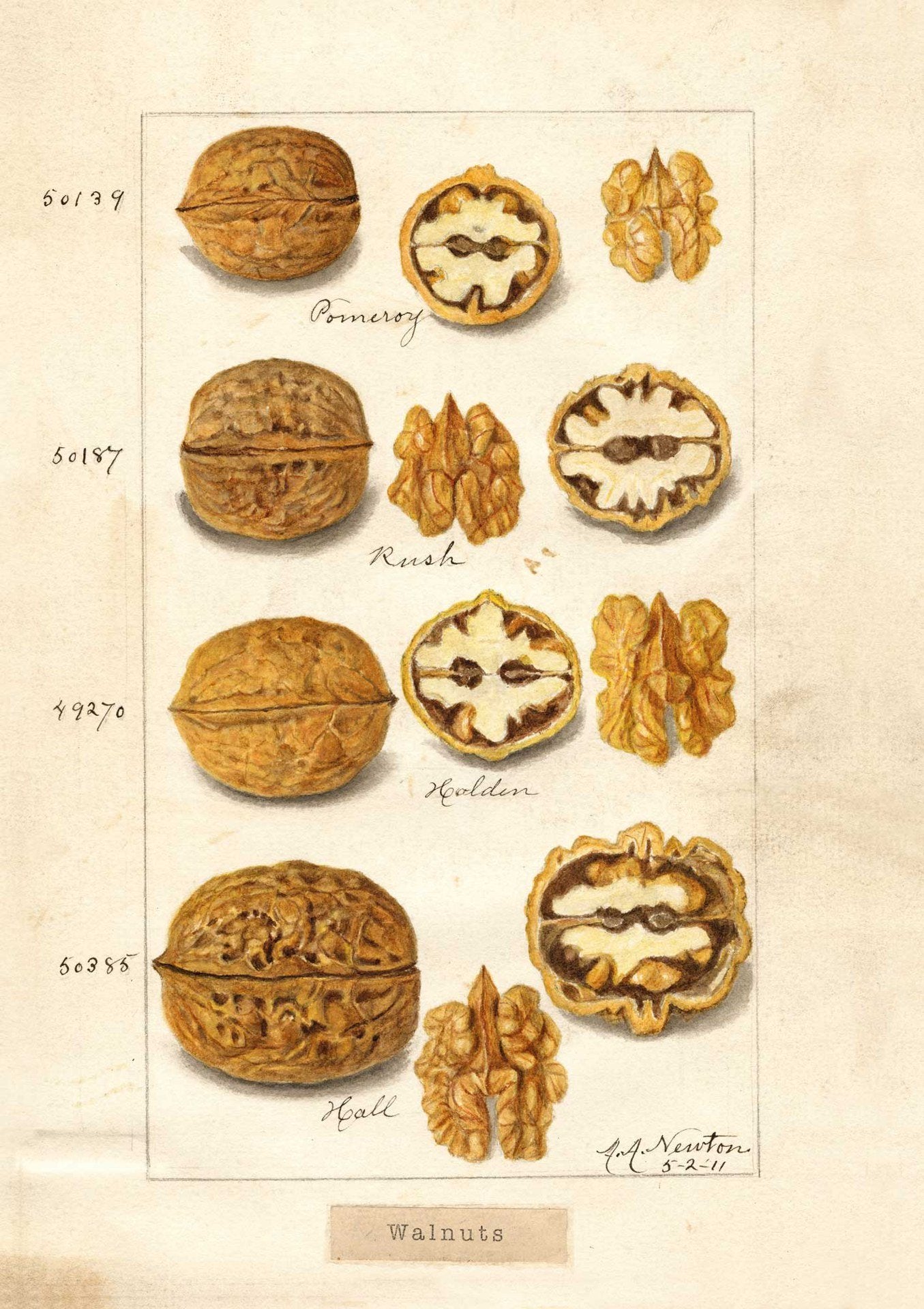 The Pattern Book Walnuts